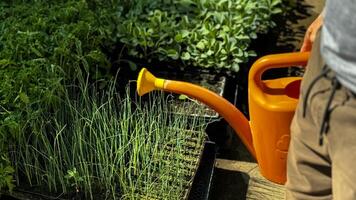 Young Seedlings and orange Watering Can watering seedlings in the ground. The concept of agriculture photo