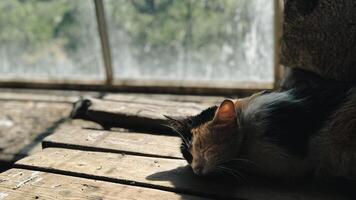 gato dormido en el pueblo casa. foto