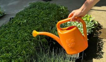 Young Seedlings and orange Watering Can watering seedlings in the ground. The concept of agriculture photo