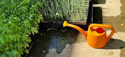 joven plántulas y naranja riego lata riego plántulas en el suelo. el concepto de agricultura foto