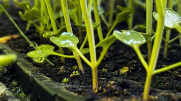 Green sprouts in a black pot, sowing, small plant, flower growing from a seed, home gardening photo