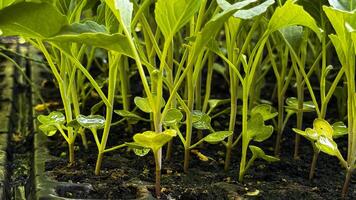 Green sprouts in a black pot, sowing, small plant, flower growing from a seed, home gardening photo