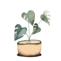 Watercolour Pot Plant on a Transparent Background png