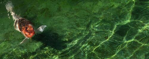 An orange koi fish swims in a green pond. photo