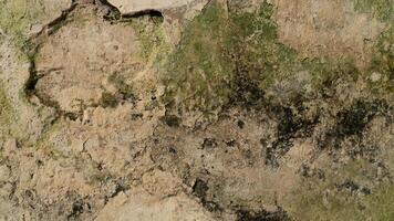 weathered cracked concrete wall with green moss growing on it photo
