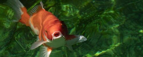 An orange koi fish opens its mouth while swimming in a green pond. photo