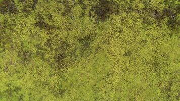 A close up of a moss covered rock photo