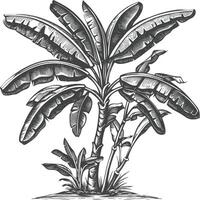 banana tree with engraving style vector