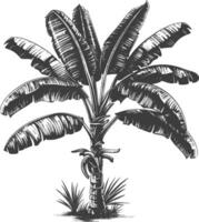 banana tree with engraving style vector