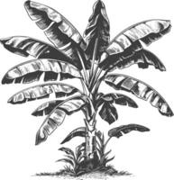 banana tree with old engraving style vector