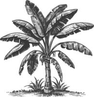 banana tree with old engraving style vector