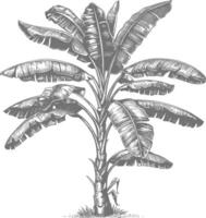 banana tree with engraving style vector