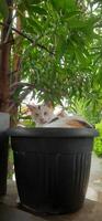 Cute cat in black potted plant. Adorable cat background photo