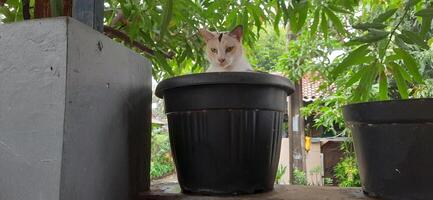 Cute cat in black potted plant. Adorable cat background photo