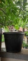 Cute cat in black potted plant. Adorable cat background photo