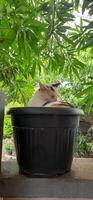 linda gato en negro en conserva planta. adorable gato antecedentes foto