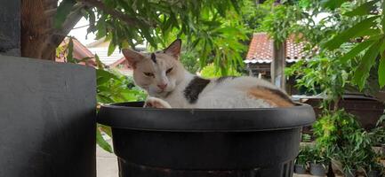 Cute cat in black potted plant. Adorable cat background photo