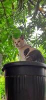 Cute cat in black potted plant. Adorable cat background photo