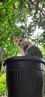 linda gato en negro en conserva planta. adorable gato antecedentes foto