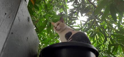 Cute cat in black potted plant. Adorable cat background photo