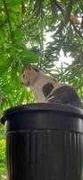 linda gato en negro en conserva planta. adorable gato antecedentes foto