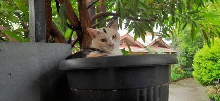 Cute cat in black potted plant. Adorable cat background photo