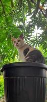 Cute cat in black potted plant. Adorable cat background photo