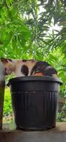 Cute cat in black potted plant. Adorable cat background photo