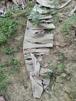 Dry or Dead Banana Leaf Decomposing on Soil photo