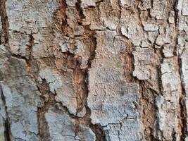 Close up bark of a tree background texture pattern, old maple wood trunk as background photo