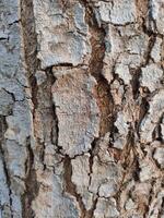 Close up bark of a tree background texture pattern, old maple wood trunk as background photo