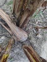 Dry or Dead Banana Tree impact of insects photo