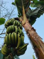 Green raw banana at a Banana plantation photo