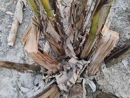 Dry or Dead Banana Tree impact of insects photo