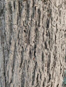 Close up bark of a tree background texture pattern, old maple wood trunk as background photo