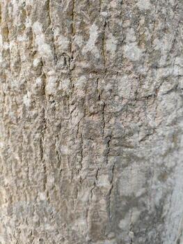 Close up bark of a tree background texture pattern, old maple wood trunk as background photo