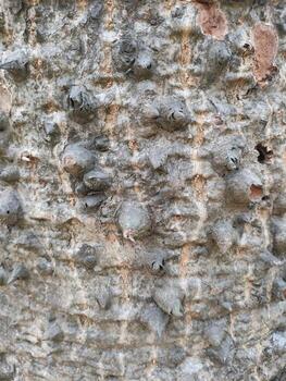 Close up bark of a tree background texture pattern, old maple wood trunk as background photo