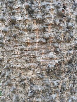 Close up bark of a tree background texture pattern, old maple wood trunk as background photo