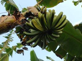 Green raw banana at a Banana plantation photo