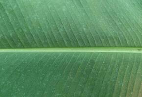 Raw banana leaves closeup green texture nature background photo