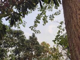 Tree Bottom View to the sky photo