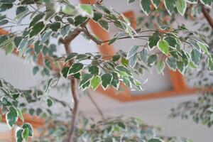 Closeup of a green ficus tree in a pot in the garden photo