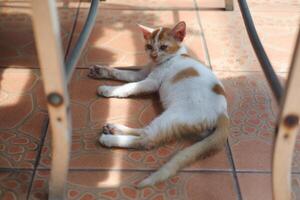 linda gato acostado en el piso y mirando a el cámara. foto