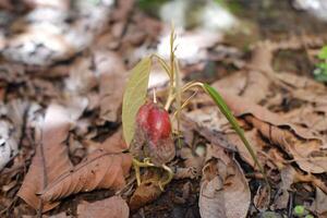 Close-up photo of durian seedlings growing in the ground