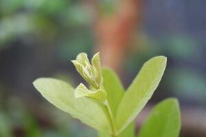 Green leaves in the garden. Natural background. Shallow depth of field. photo
