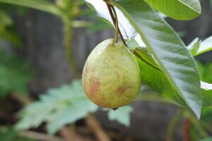 Guava fruit on the tree in the garden with green leaves background photo