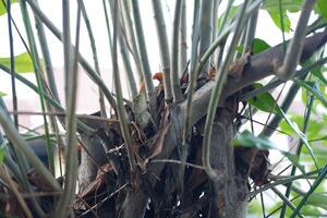 chameleon and branches of the houseplant in the garden on a sunny day. photo
