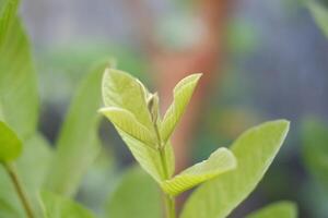 Close up of fresh green leaves of guava tree in the garden photo