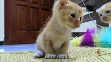 Close up of a kitten photographed from the bottom angel photo