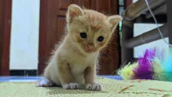 Close up of a kitten photographed from the bottom angel photo